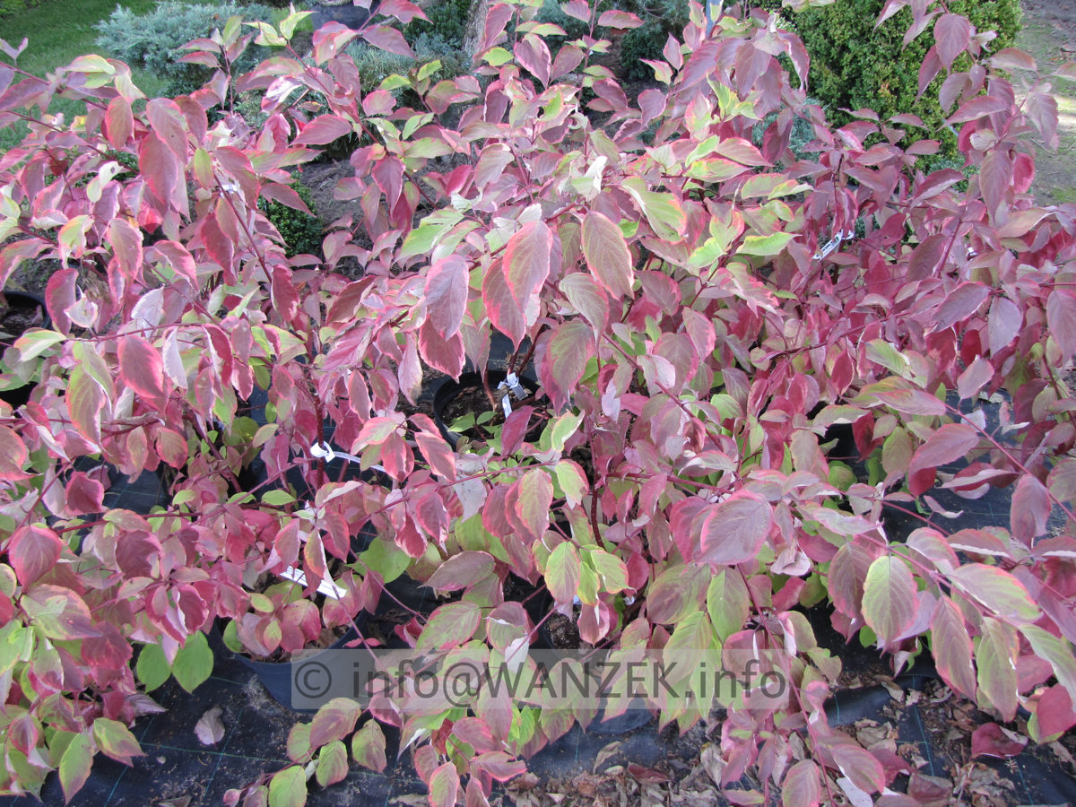Cornus alba Gouchaultii - beginnende Herbstfaerbung.JPG